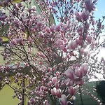 La Magnolia Di Ravenna