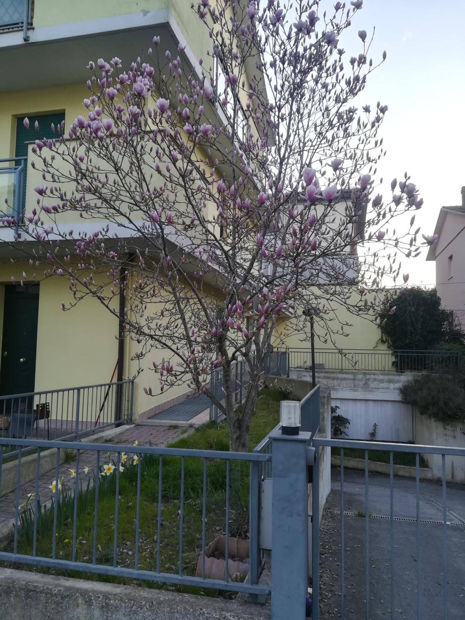 La Magnolia Di Casa vacanze Ravenna